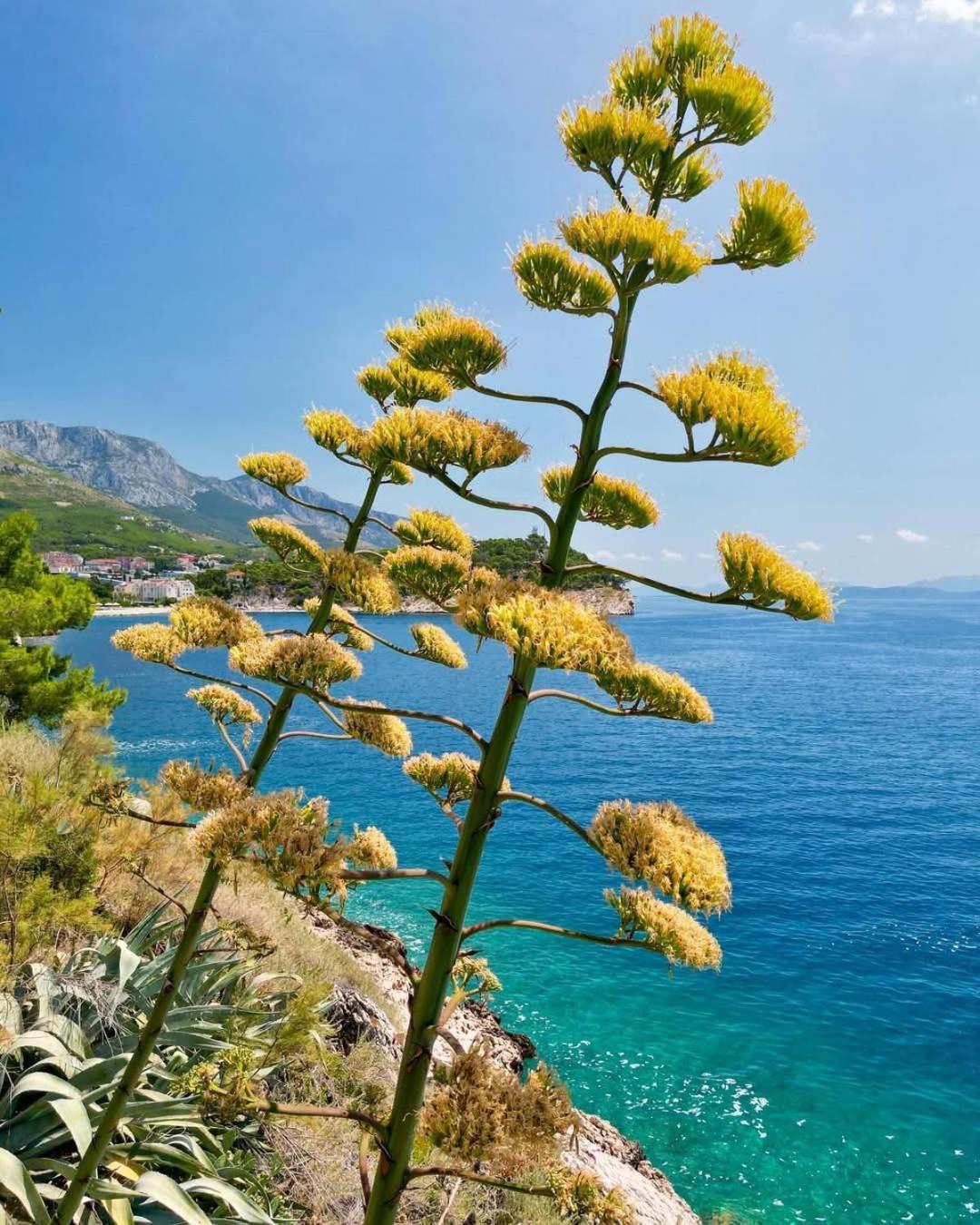 Apartment Villa Mirna Makarska Exteriör bild