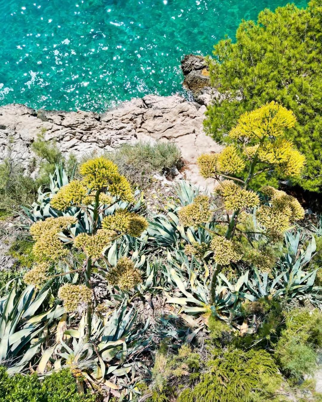 Apartment Villa Mirna Makarska Exteriör bild