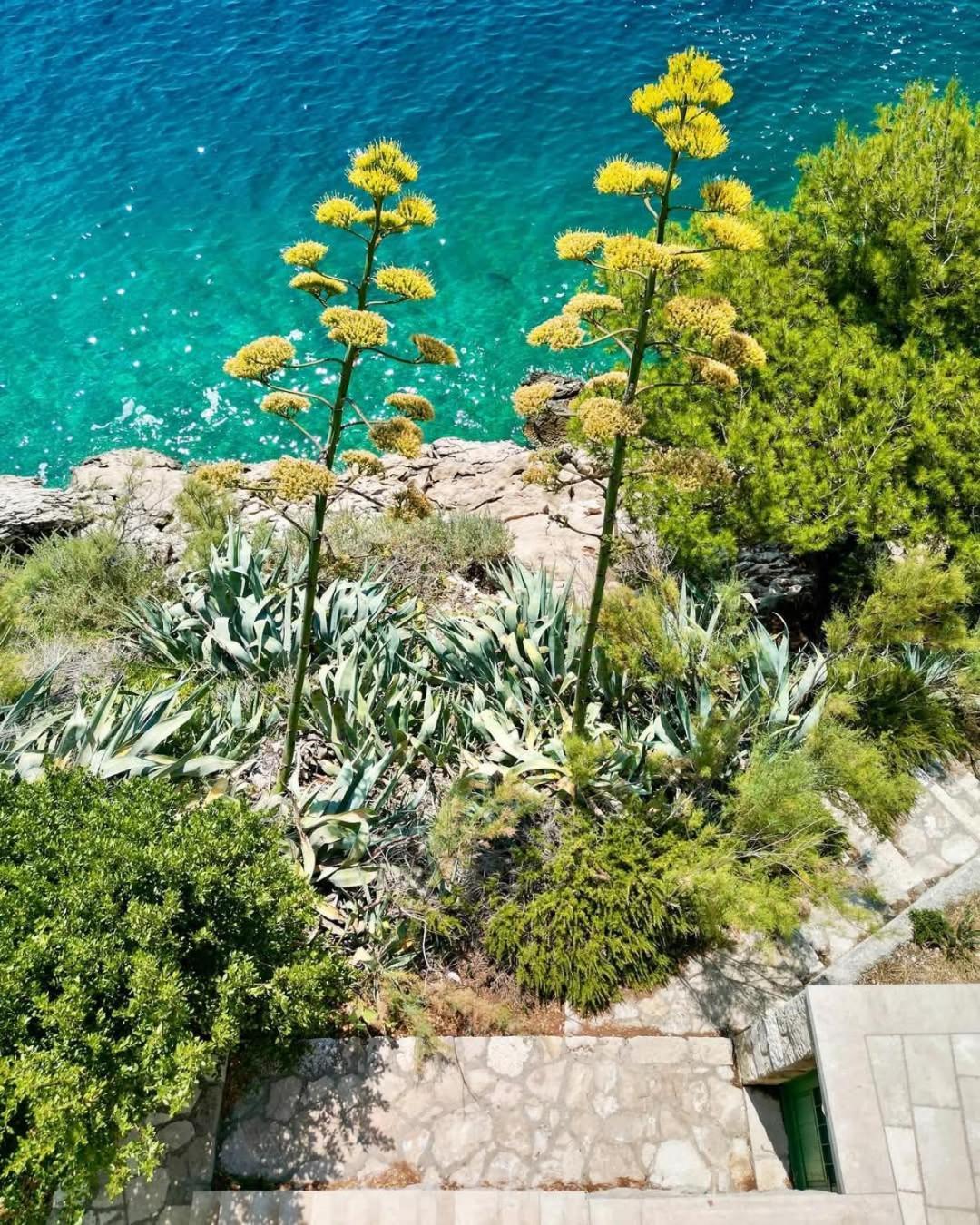 Apartment Villa Mirna Makarska Exteriör bild
